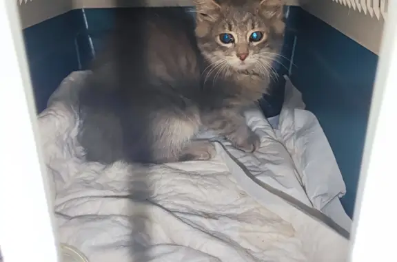 Кошка найдена на Кадомцева, 21, Москва.
