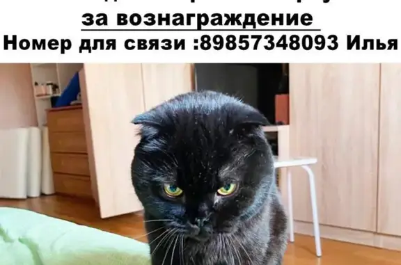Пропала кошка на Советской, Чёрный британец, 3 года