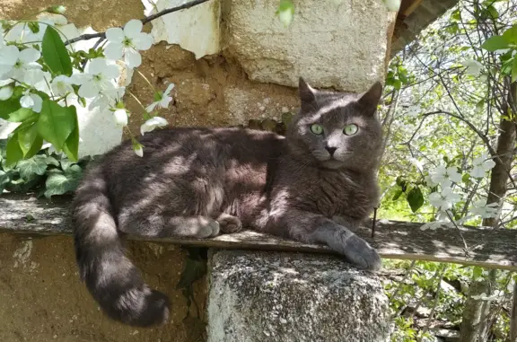 Пропала кошка Макс, ул. Гагарина, Калиновка