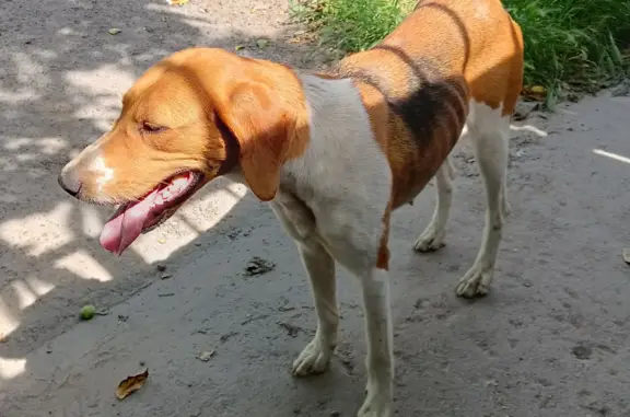 Найдена собака возле ДК ОЛИМП, г. Таганрог