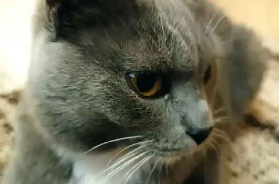 Потерянная серая кошка на ул. Волгоградская, 30В в Омске
