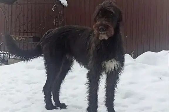 Пропала собака черного окраса на Кратово 46Н-09314