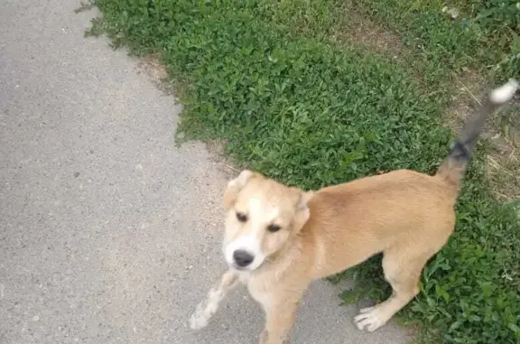 Пропала собака на Советской, 81 в Катайске