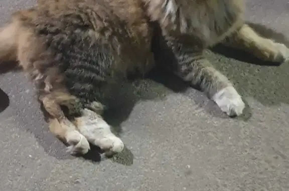 Найдена пушистая кошка на Дорожной улице, Москва