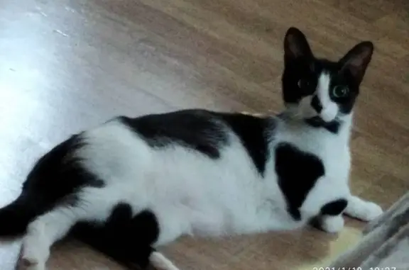 Кошки потеряшки, Новосибирск, фото: Потеряшка кошка на улице Добролюбова, Новосибирск