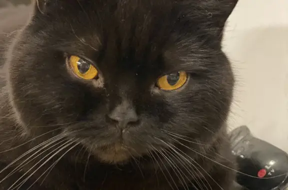 Пропала черная кошка в Колтушском поселении, Ленобласть