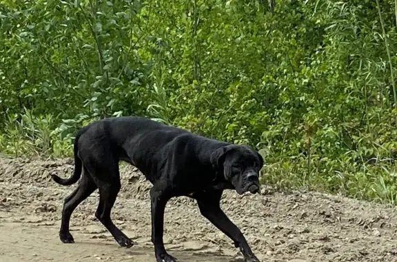 Найдена собака на Обнинском месторождении, нужна помощь!