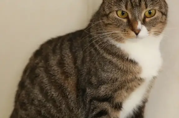 Потерянные животные Санкт-Петербург, фото: Пропала кошка: ул. Бонч-Бруевича, СПб