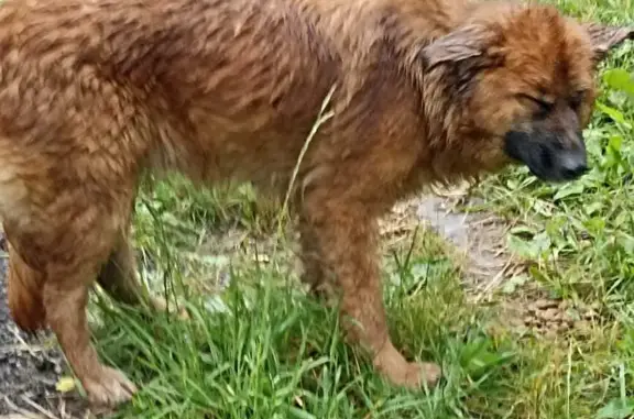 Найдена рыжая лохматая собака в Московской области