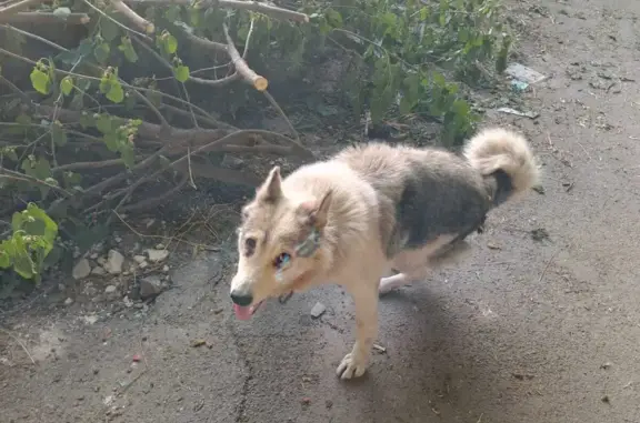 Найдена собака, Ростов-на-Дону, фото: Найдена собака на 38-й линии, Ростов-на-Дону