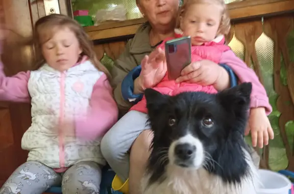 Собаки потеряшки, муниципальный округ Луховицы, фото: Потеряшка собака Девочка в Московской области