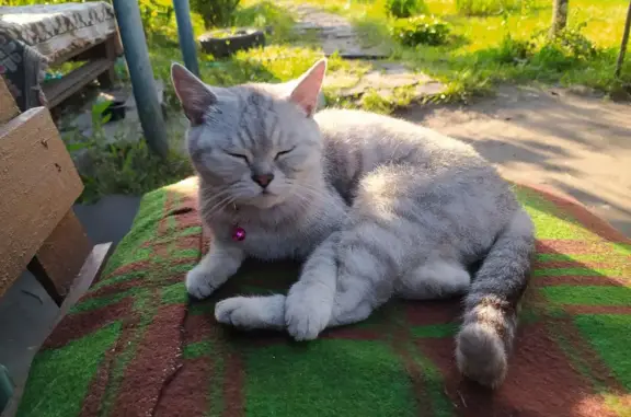 Пропала серенькая кошка с розовым ошейником в Воронеже