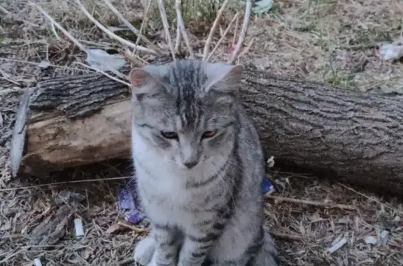 Найден домашний кот на Вологодской, 20 в Уфе