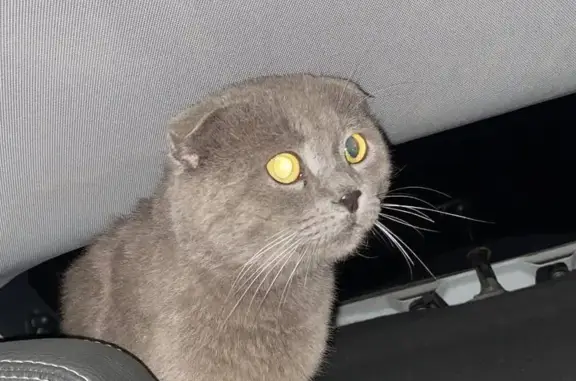 Найден серый кот возле машины на улице Черепахина
