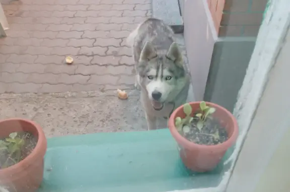 Собака хаски найдена на Турбинном переулке