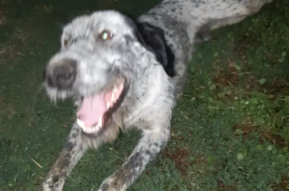 Найдена собака в селе Караульное, Камызякский район, Астраханская область