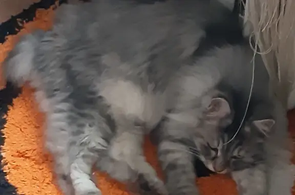 Кошки потеряшки, Санкт-Петербург, фото: Потеряшка кот на ул. Поселковой, СПб 20.06.23