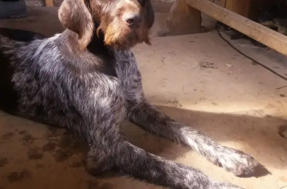 Пропала собака Девочка в Кусково, Томская область