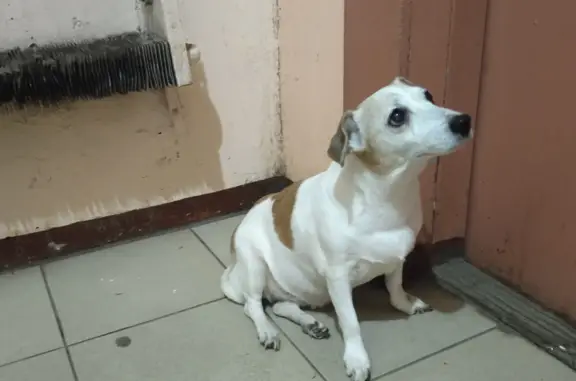 Собака найдена на Адмиралтейской, 7 к1 в Архангельске