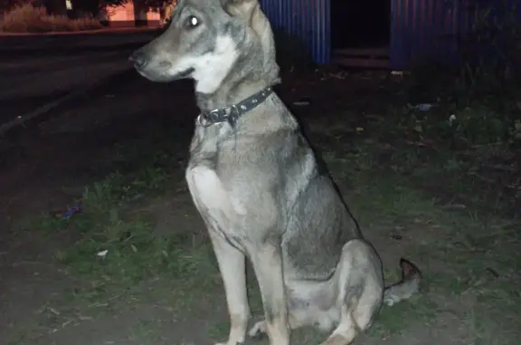 Найдена собака на Копейском шоссе (Челябинск) в ошейнике с синей строчкой