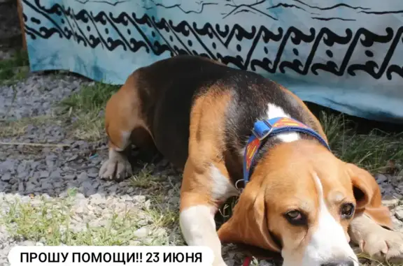 Пропала собака Рони на Пролетарской, 9