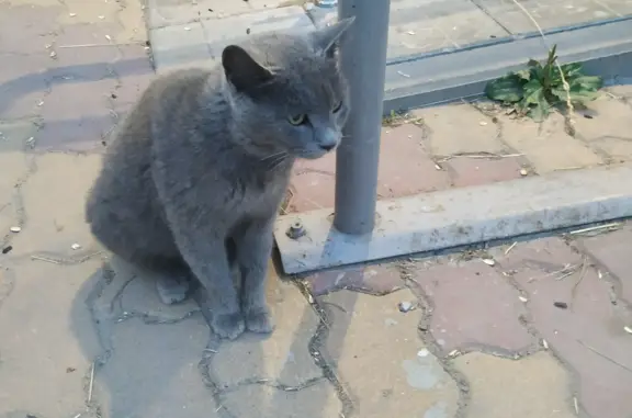 Найдена кошка в Ленинском на улице Ленина