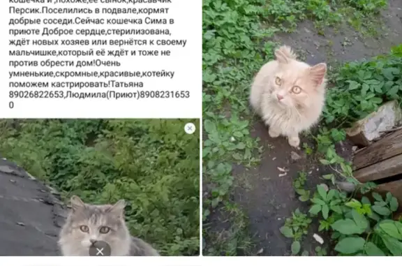 Найдены кошка и котик на Заводской улице