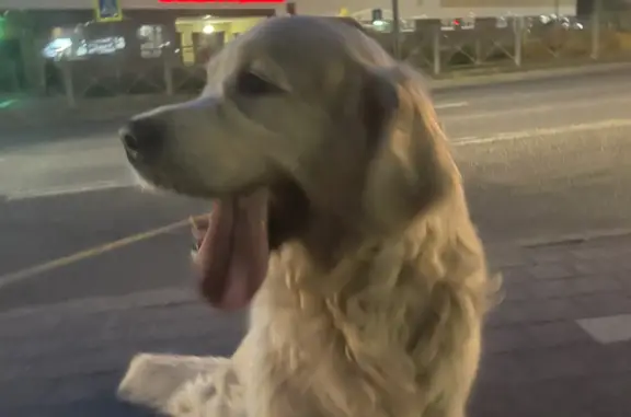 Пропала собака: Белый ретривер на Дубравной, Казань
