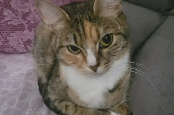 Кошки потеряшки, Мурмаши, фото: Потеряшка кошка Муся на улице Мисякова, Мурмаши