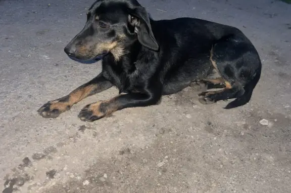 Найдена собака на Студенческой улице в Энгельсе