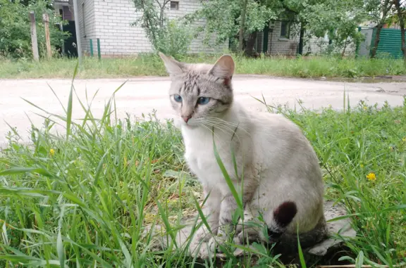 Найдена породистая кошка на Беговой, Воронеж