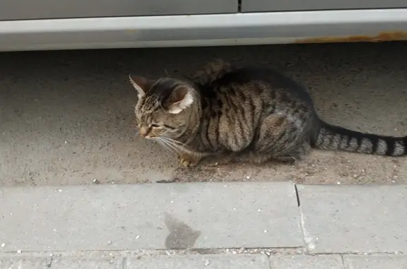 Найдена домашняя кошка в Мурино, ищет хозяев!