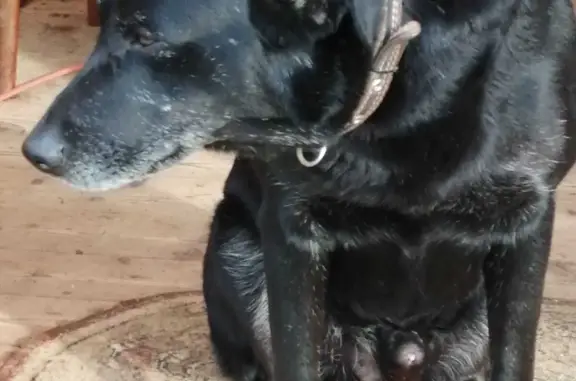 Пропала собака в Московской области: чёрный кобель, метис Лабрадора.