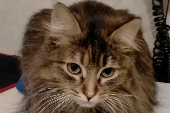 Пропала кошка на Пионерской 17 в Красногорске