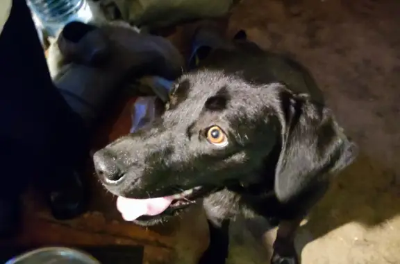 Найдена молодая собака в Колтушском сельском поселении