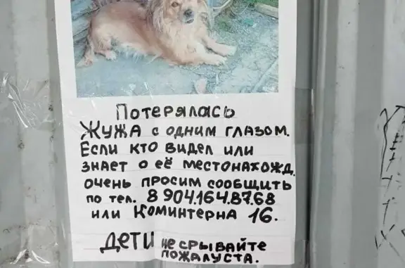 Пропала собака на Мальцева, 9, Монастырка