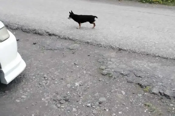 Найден пёсик на Рябиковской, ищет хозяина