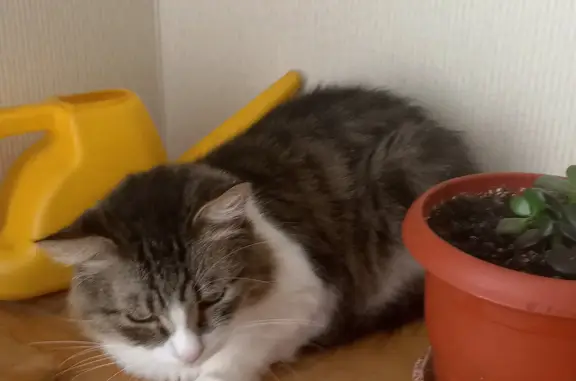 Кошки потеряшки, Набережные Челны, фото: Потеряшка кошка в Набережных Челнах 12/32