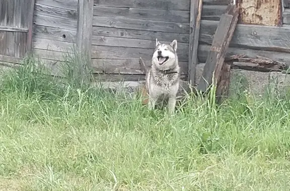 Найдена собака в Карпысак, Новосибирская область