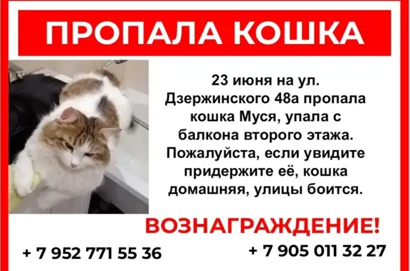 Пропала кошка Муся на ул. Дзержинского 48а, вознаграждение за находку.