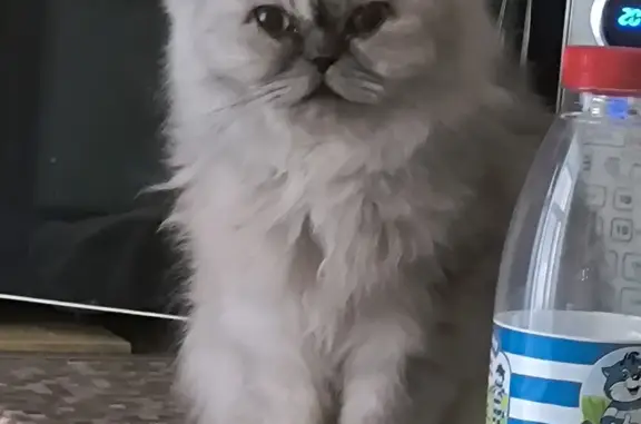 Кошки потеряшки, Санкт-Петербург, фото: Потеряшка кошка на Опочинина улице, СПб (27)