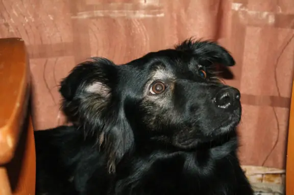 Пропала собака на ул. Николая Шишка, 12 в Магнитогорске
