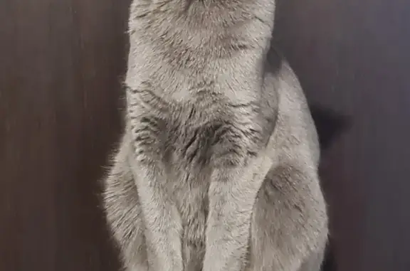 Пропала русско-голубая кошка на Паршиной, 27 в Москве