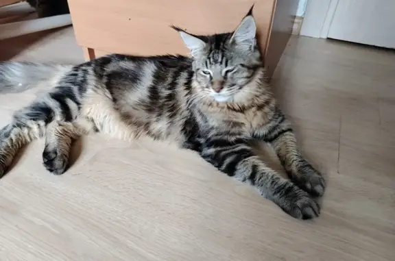 Кошки потеряшки, Киров, фото: Потеряшка рисунчатая кошка на Пятницкой, 119