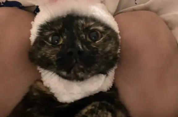 Кошки потеряшки, Новосибирск, фото: Потеряшка кошка на Красном проспекте, 34 в Новосибирске