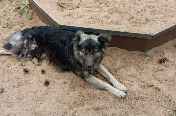 Собака с ошейником найдена в Зубцово (46К-8090)