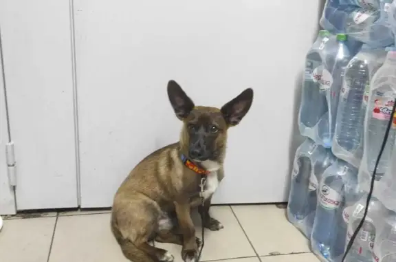 Найдена собака, Санкт-Петербург, фото: Найдена собака на Исаакиевской площади, передержка на Почтамтской улице