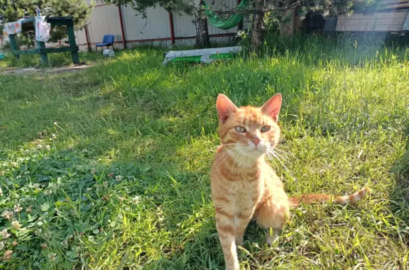 Найден рыжий кот в Золотово