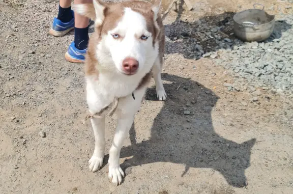 Найдена собака Лайка в Челябинске