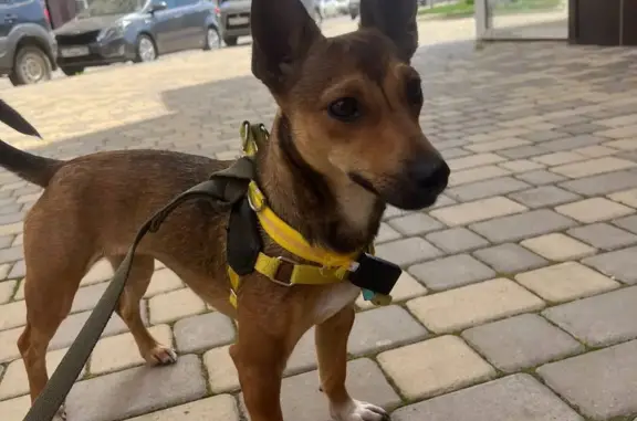 Собака найдена на углу Дзержинского и Дальняя, Краснодар